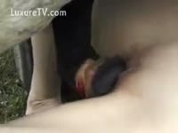 Big horse dick on a beastiality porn video